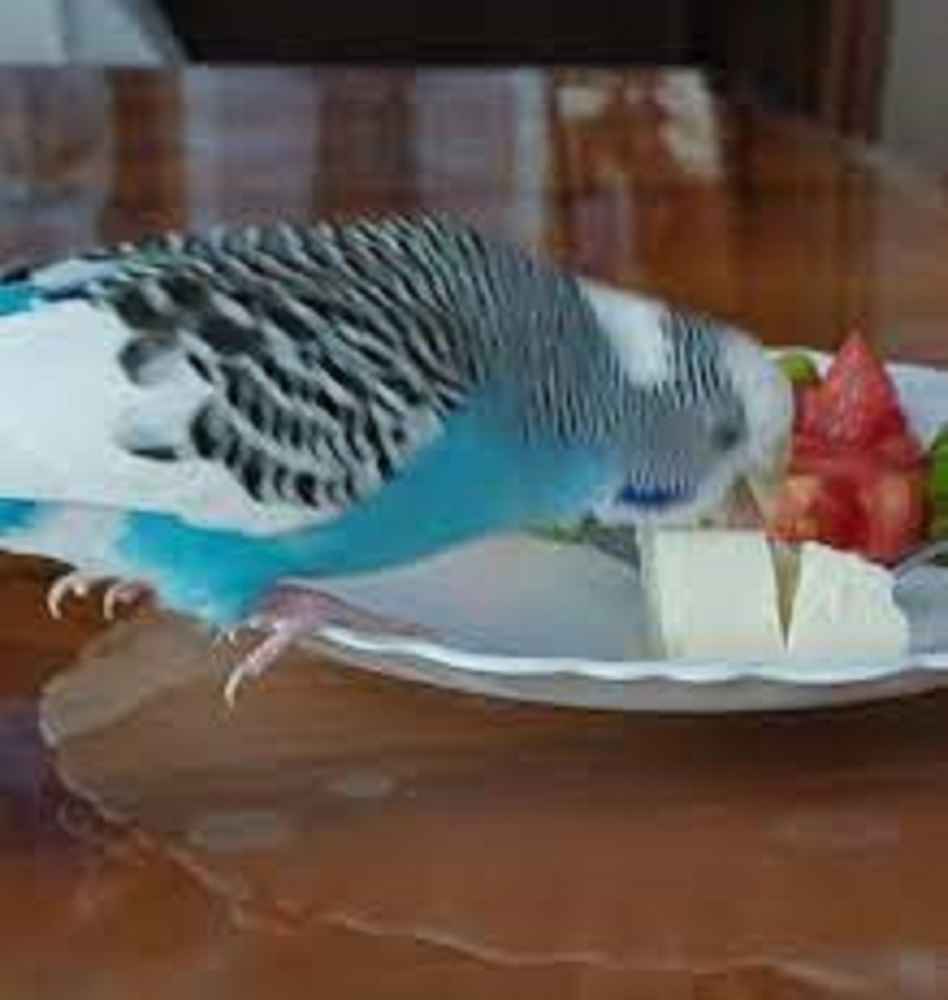 Can Budgies Eat Cheese?