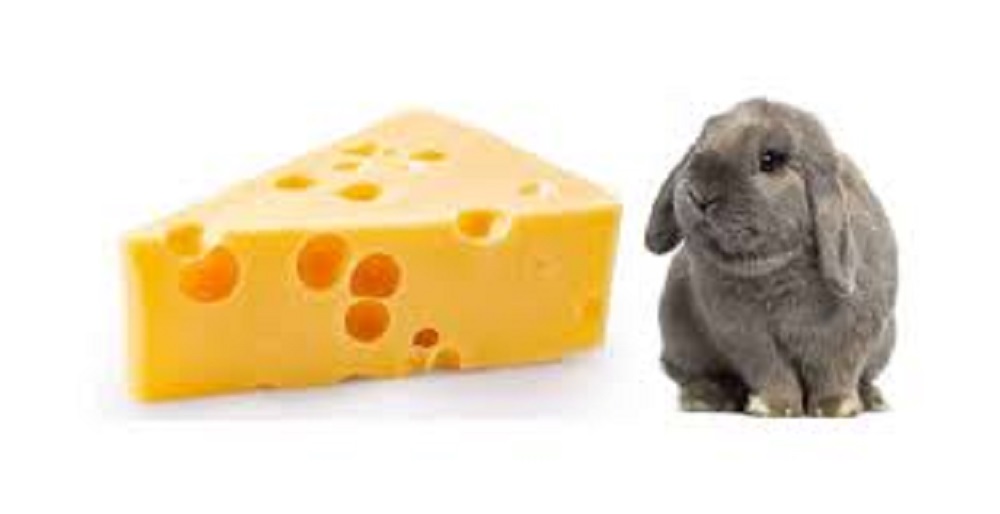 Can Bunnies Eat Cheese?