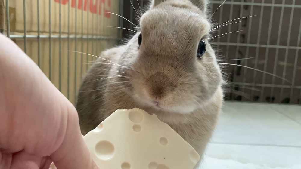 Can Bunnies Eat Cheese?