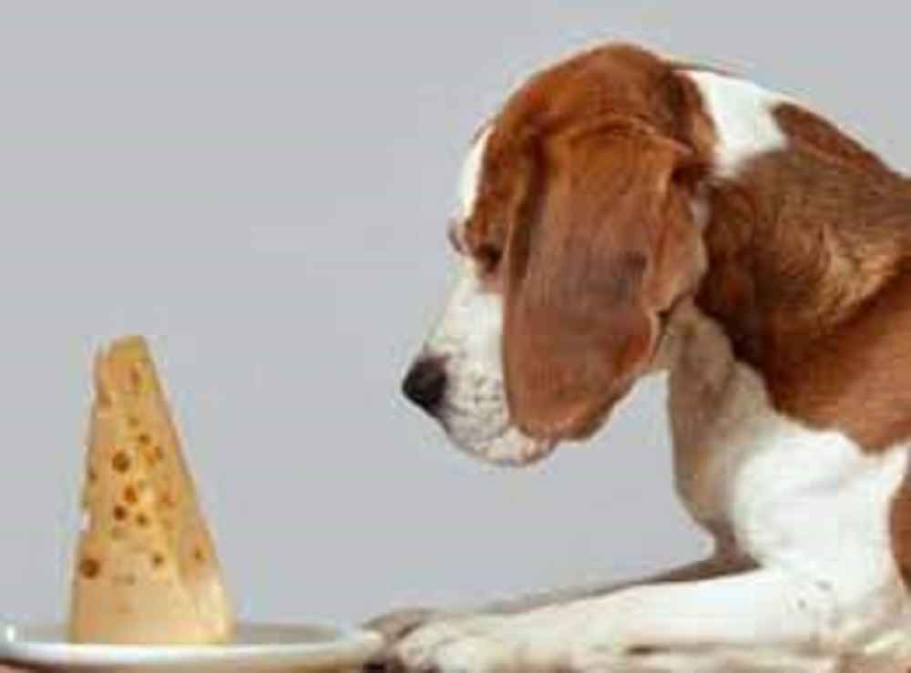 Can Dogs Have Pepper Jack Cheese?