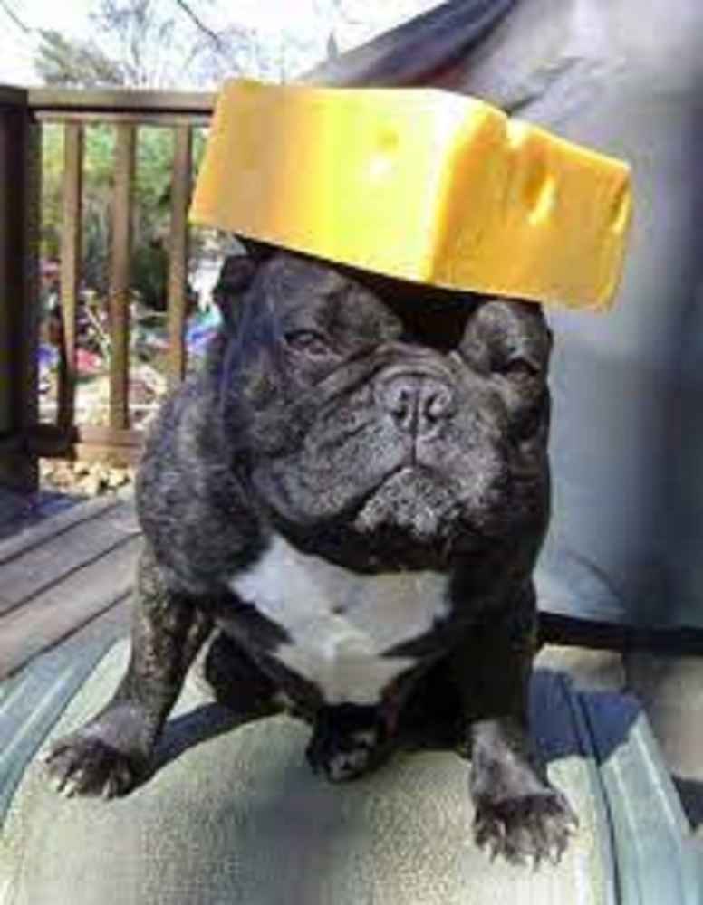  Can Frenchie Eat Cheese?