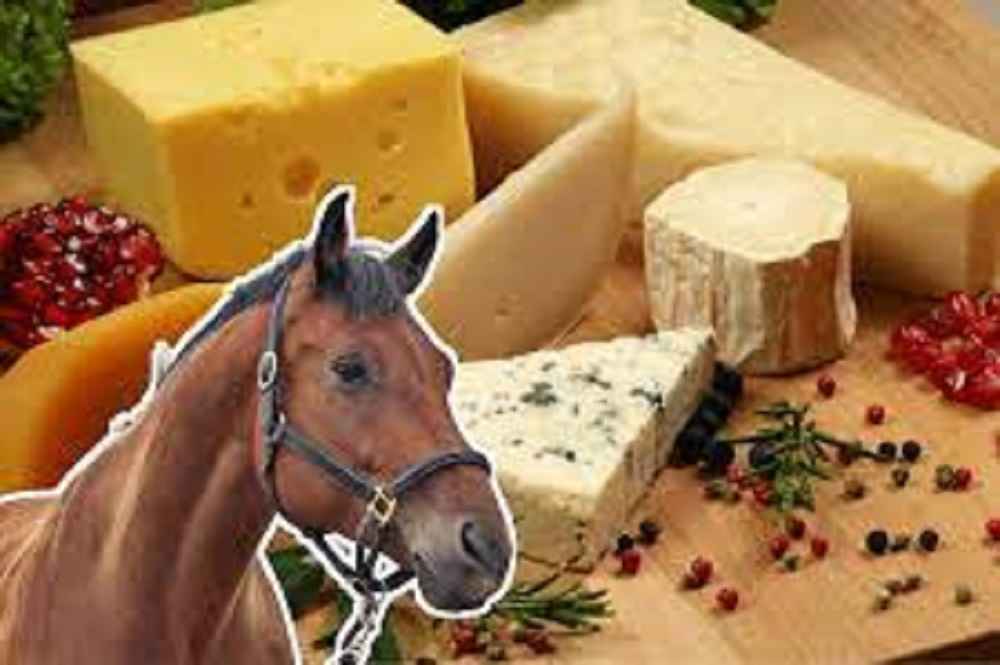 Can Horses Have Cheese?