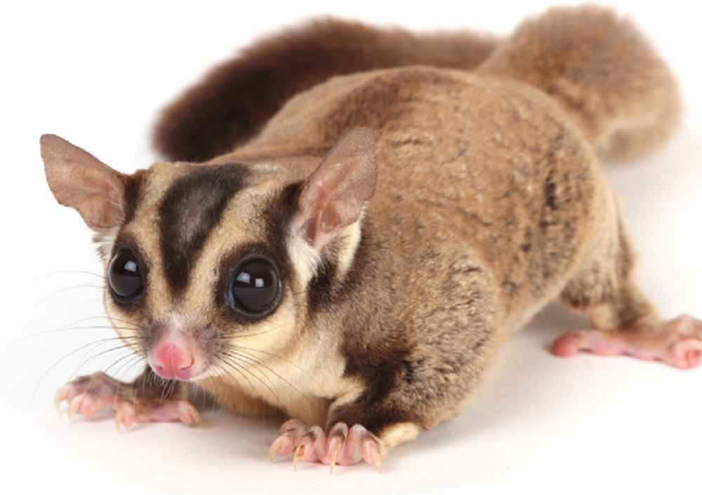 Can Sugar Gliders Have Cheese?