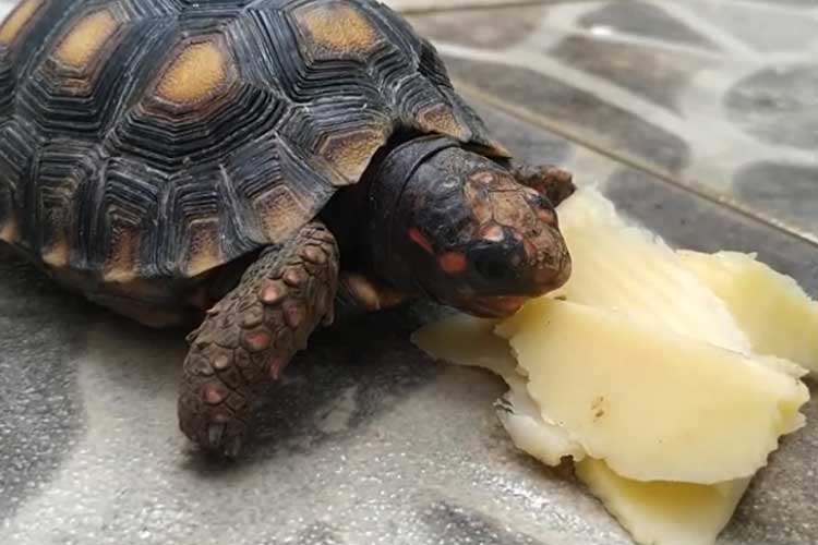 Can Turtles Have Cheese?