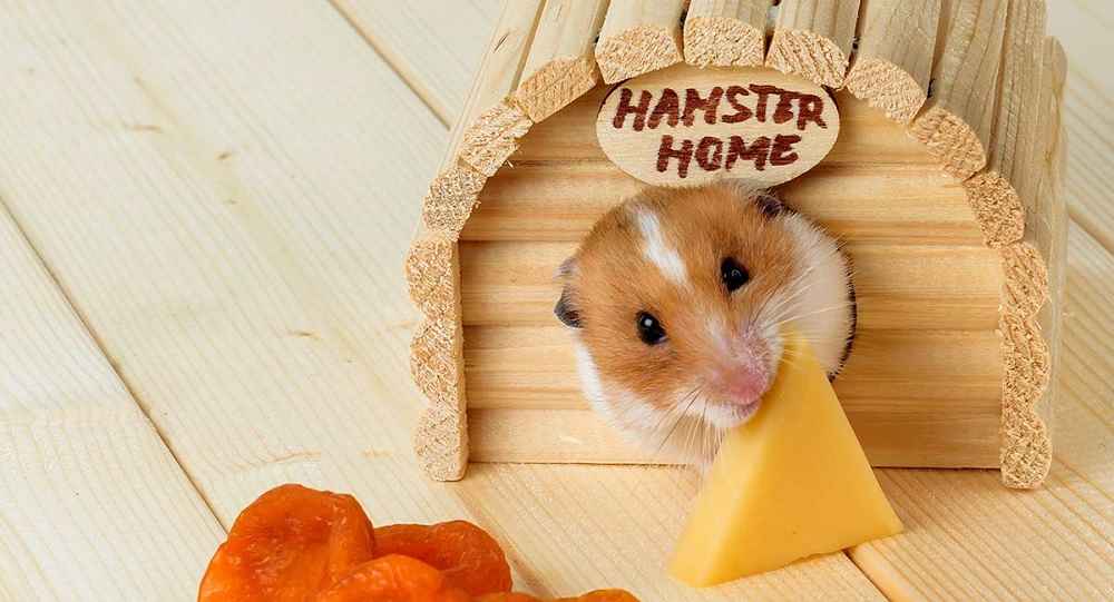 Can a Hamster Eat Cheese Balls?