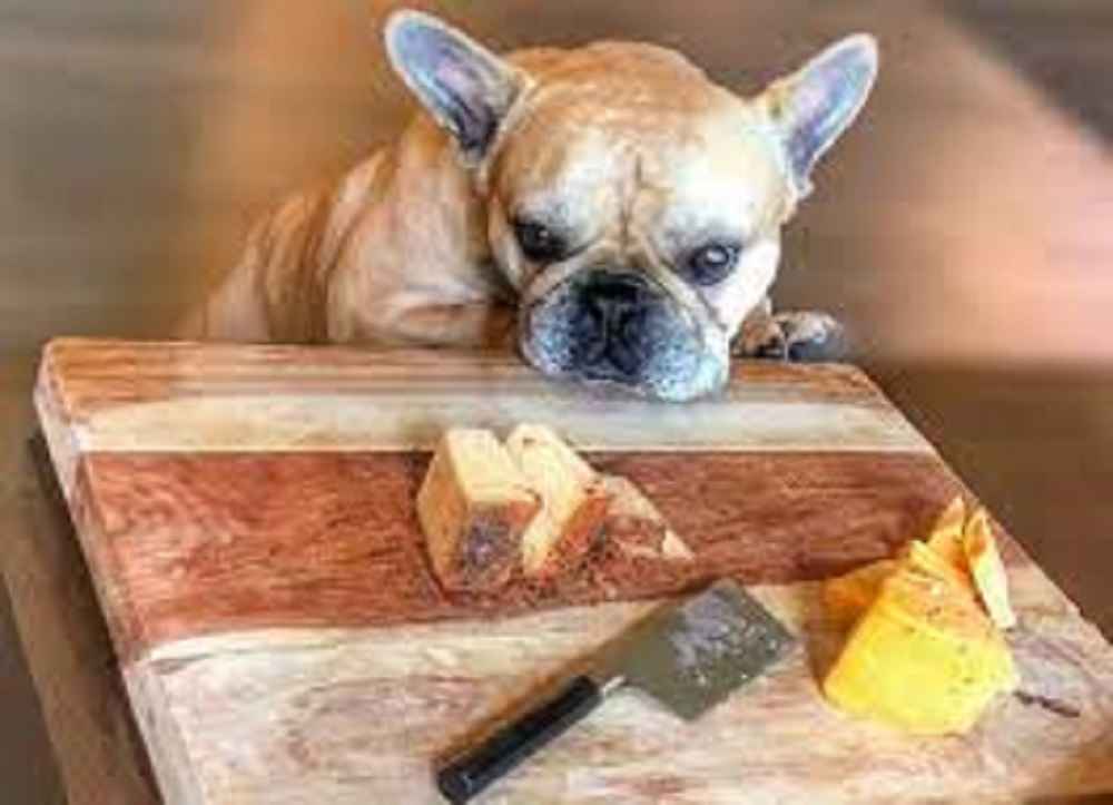  Can Frenchie Eat Cheese?