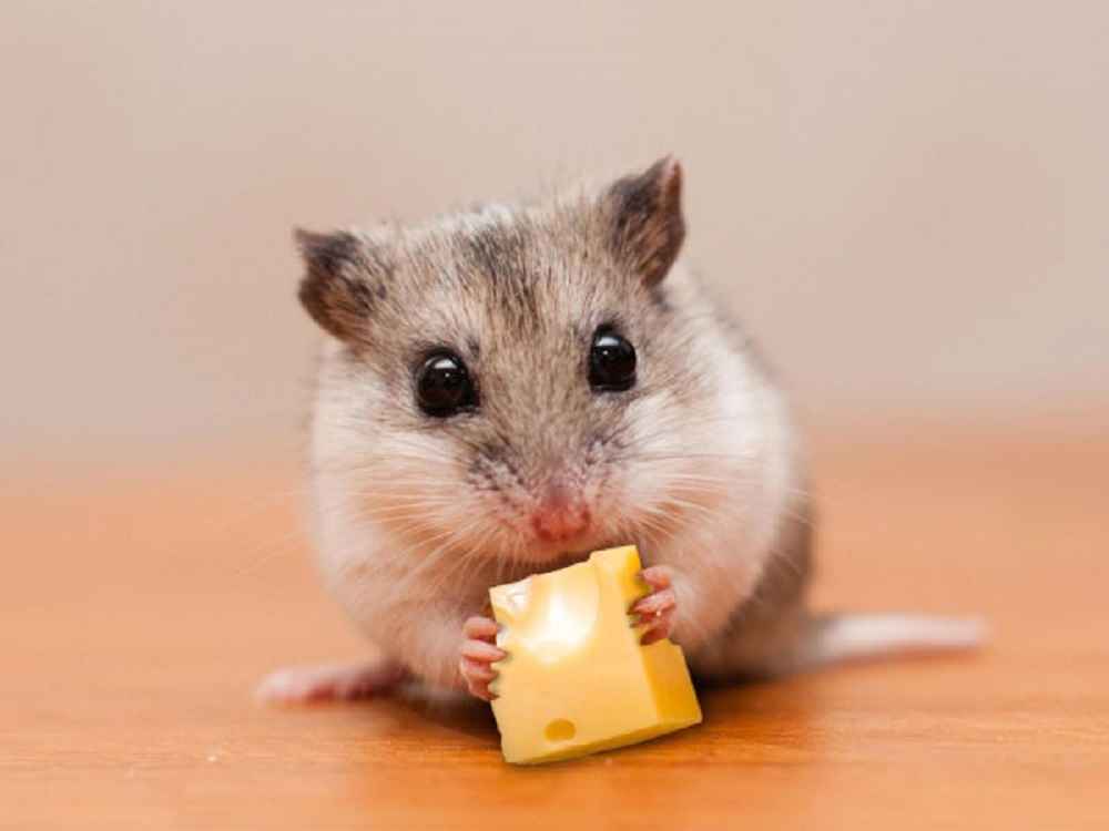Can a Hamster Eat Cheese Balls?
